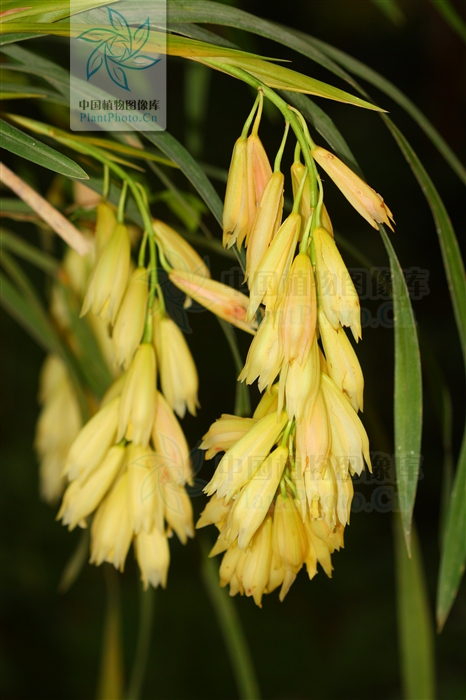  p>莎草兰( i>cymbidium elegans /i> lindl.