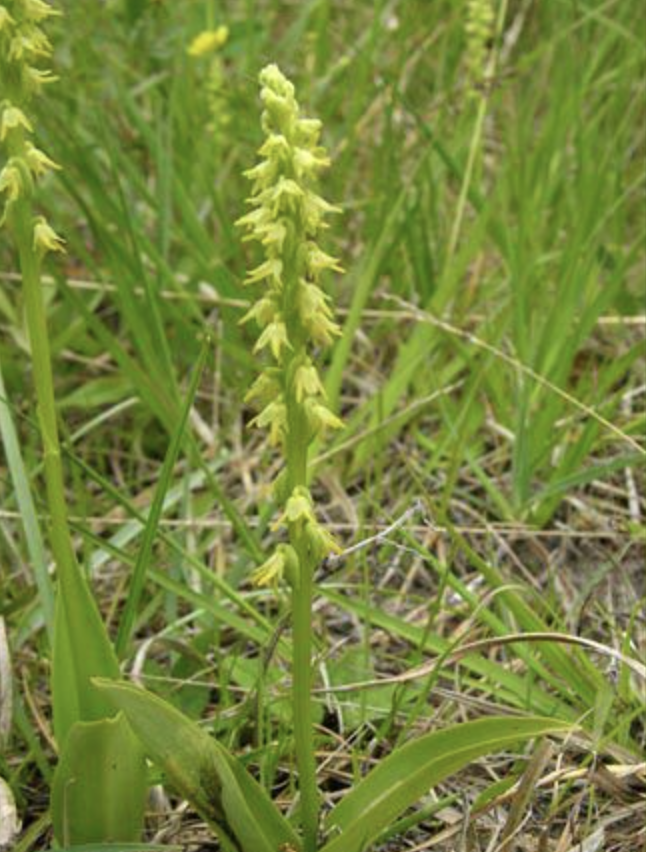 herminium ecalcaratum (finet) schltr.