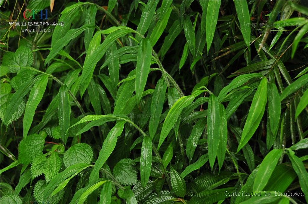 鸭嘴草属, a target="_blank" href="/item/禾本科/2458872" data