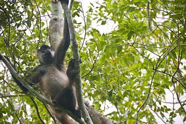 black-and-gold howler monkey