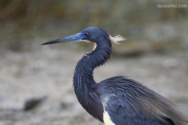 href="/item/水鸟/81986" data-lemmaid="81986">水鸟 /a>,颈细长如蛇