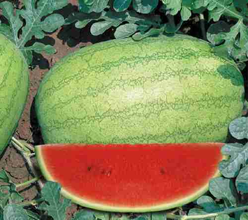 庆红宝西瓜