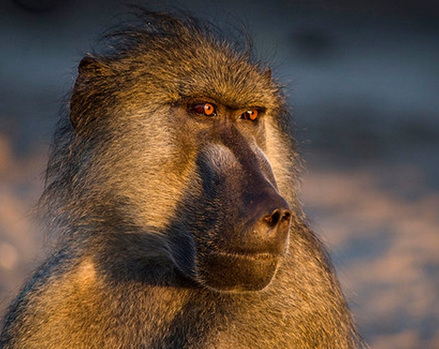  p>豚尾狒狒(学名: i>papio ursinus /i>):是狒狒类中最大的一种.