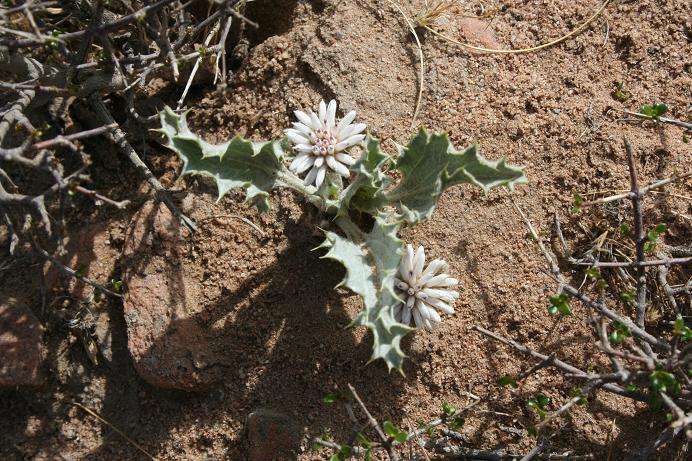  p>刺苞菊属约有28种,主要分布于 a href="#" data-lemmaid="11515">