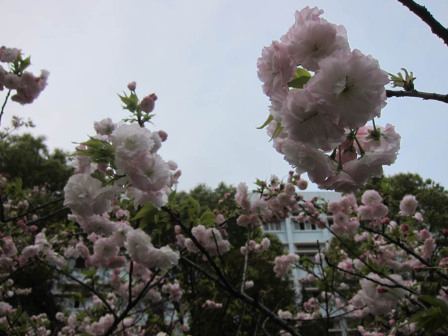 樱花