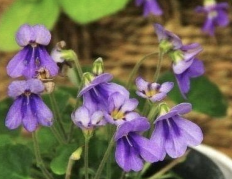 wang)是苦苣苔科,石蝴蝶属植物,多年生草本.
