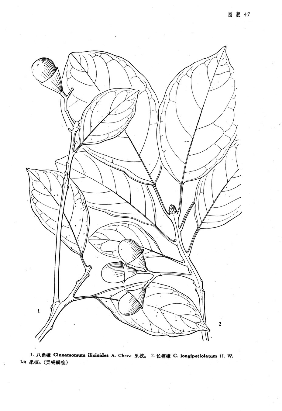 cinnamomum ilicioides a. chev