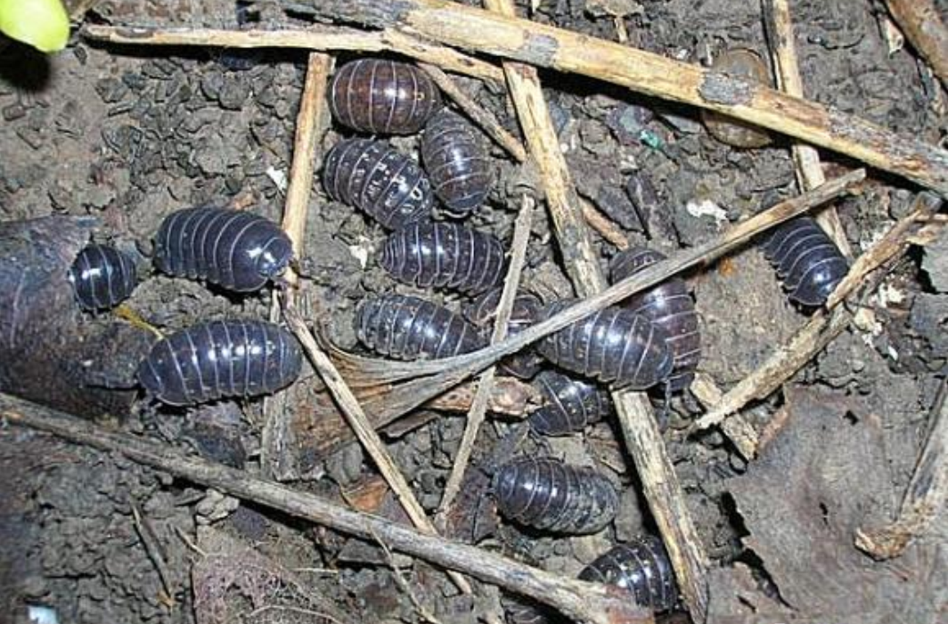  p>鼠妇又名鼠负,负蟠,鼠姑,鼠黏,地虱等,是甲壳纲(crustacea)等足目