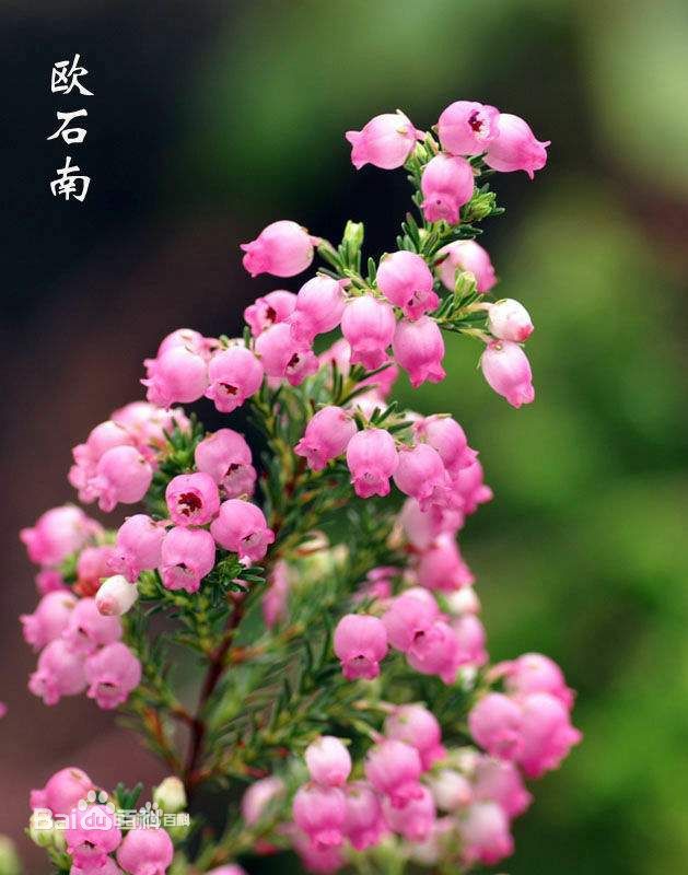 象征着复仇的花有哪些 弟切草是复仇之花 百科ta说