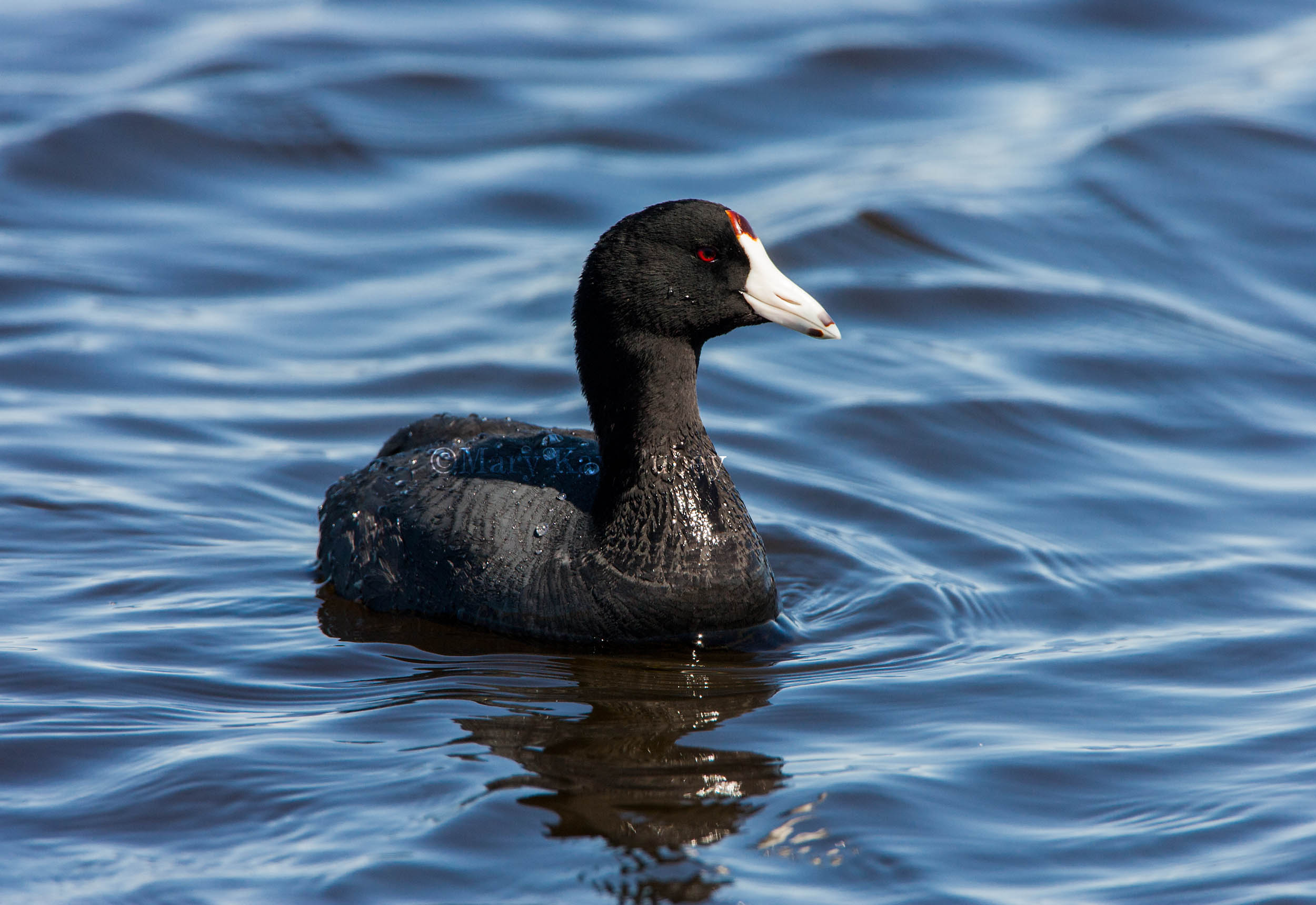  p>美洲骨顶(学名: i>fulica americana /i>):是鸟纲,鹤形目,秧鸡科的