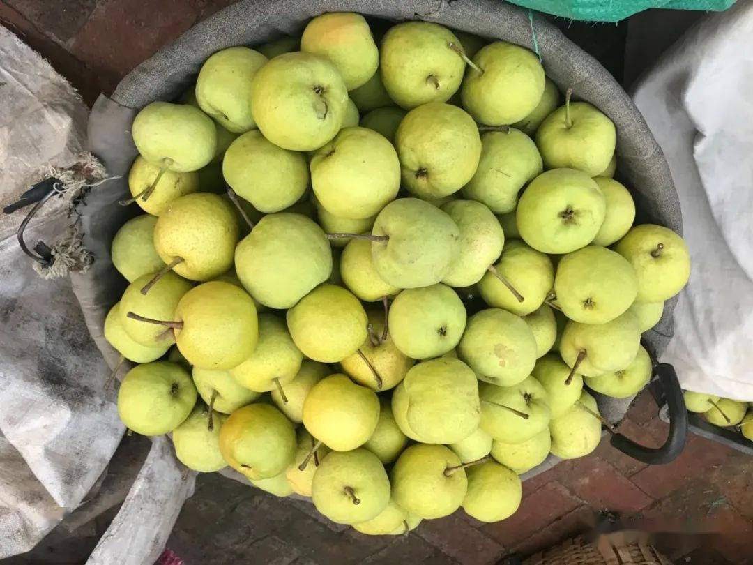 兰州软儿梨