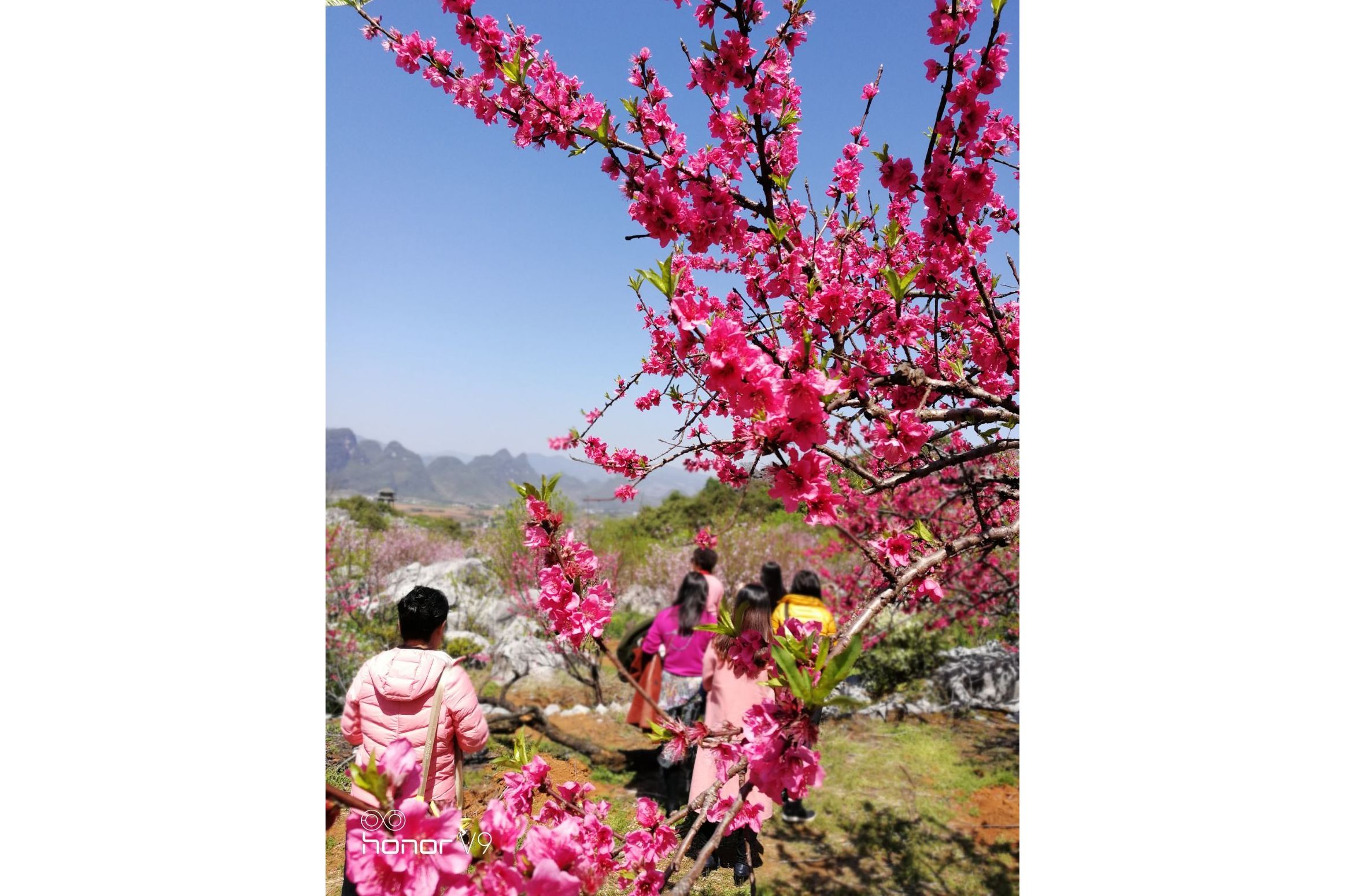 桂林恭城桃花节