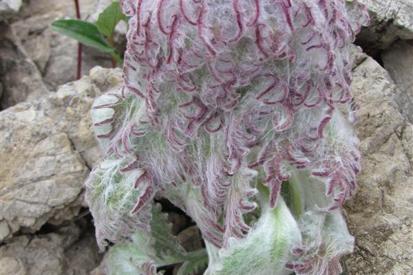  p data-id="gnwzcgnzzs">红叶雪兔子( i>sauss