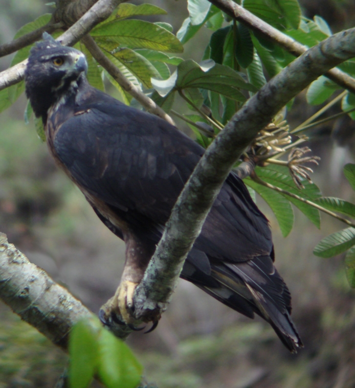  p>黑栗雕(学名: i>spizaetus isidori /i>):是鹰 a target="_blank"