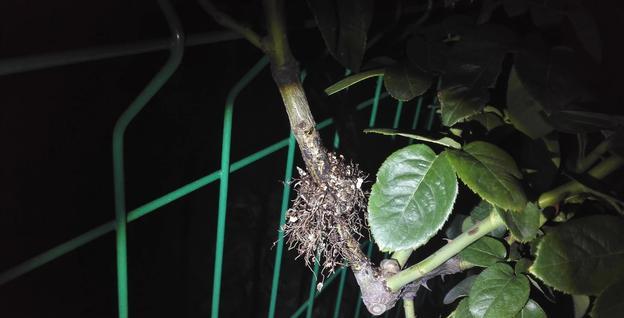 月季花如何进行高枝压条繁殖，有什么技巧？_百科TA说