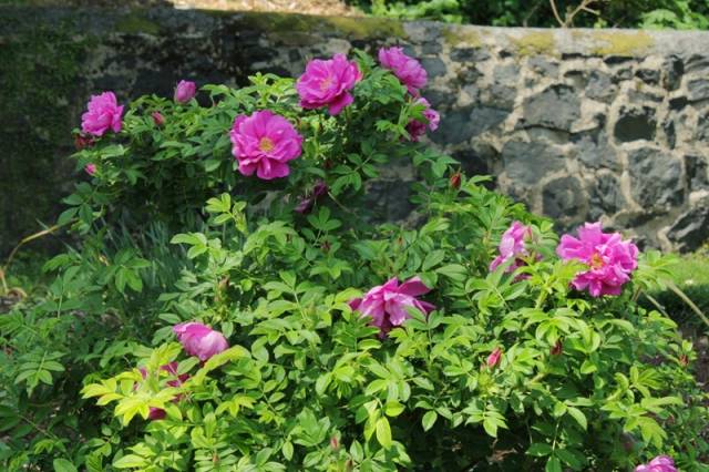 月季 玫瑰 蔷薇rose三姐妹 你分得清咩 百科ta说