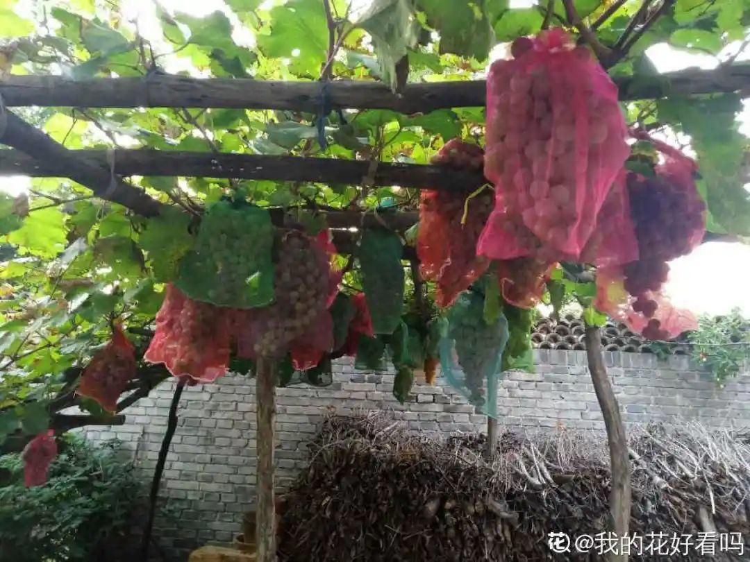 一根大粗枝插土里，枝叶嗖嗖爬满墙，满树冒果子_百科TA说