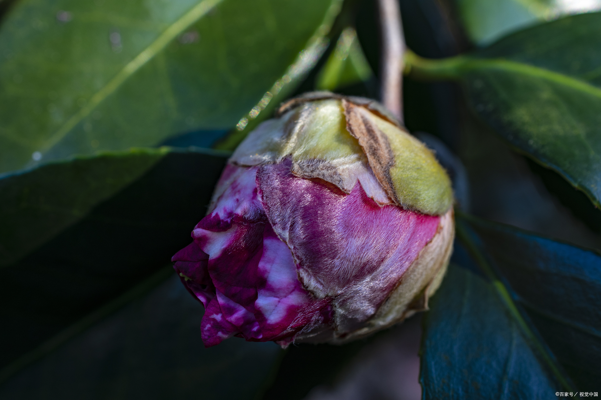 茶花一年能否长半米 看当下养功 老花匠的经验 值得借鉴 百科ta说