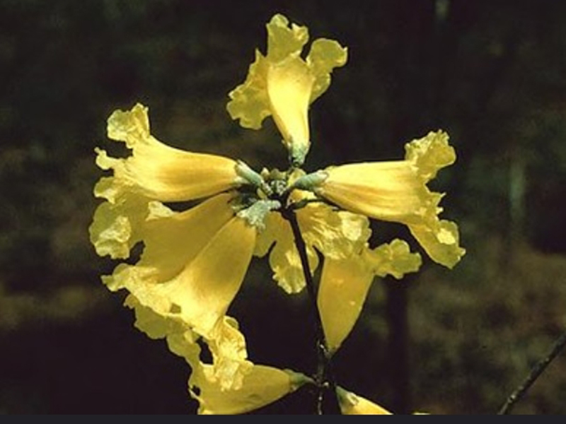  p>风铃木属(学名: i>handroanthus /i>    mattos):是唇形目,紫葳科