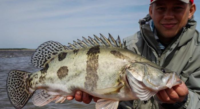  p>鳜(学名: i>siniperca chuatsi /i>)是鮨科,鳜属的鱼类.