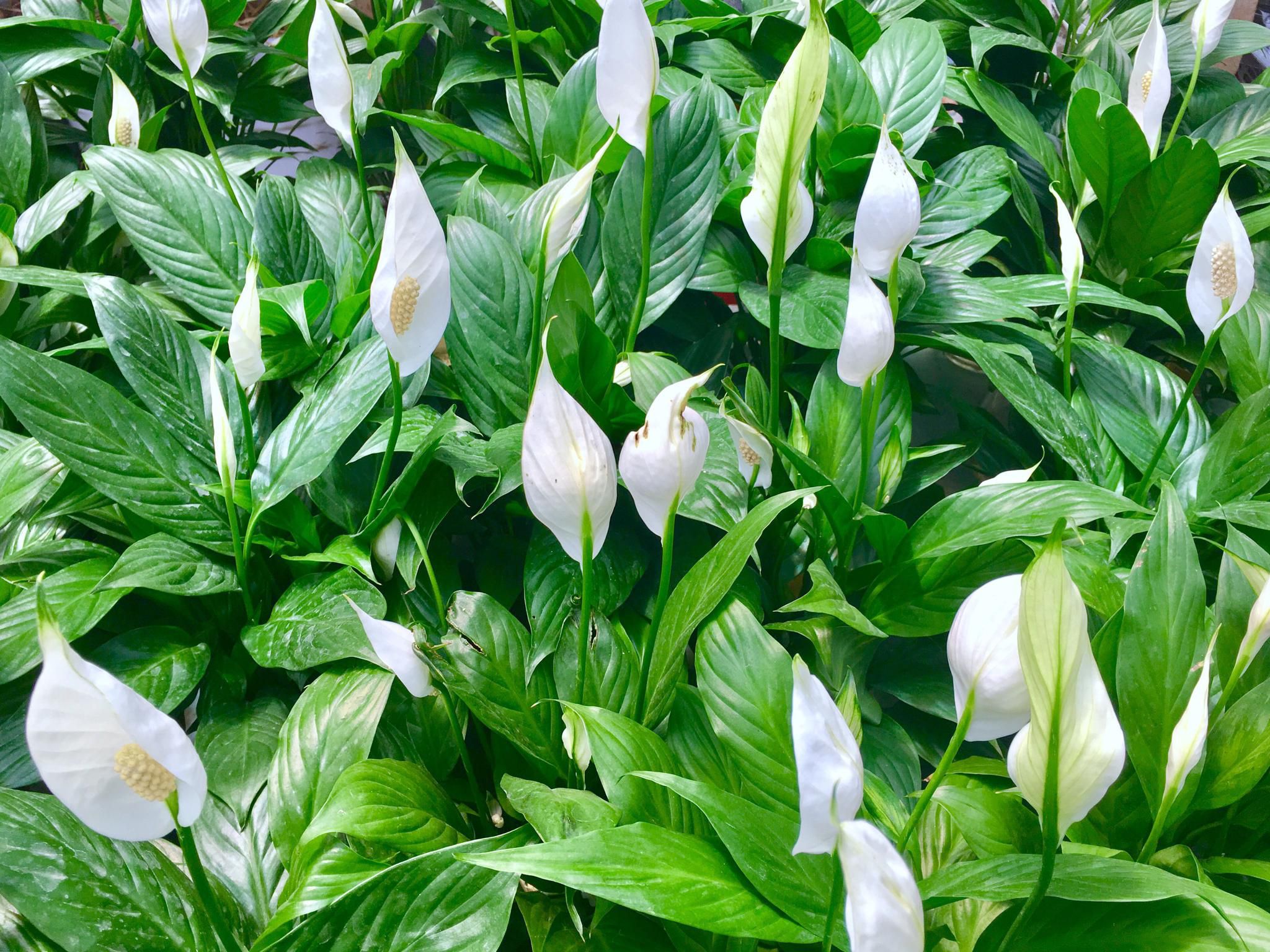 白鹤芋属