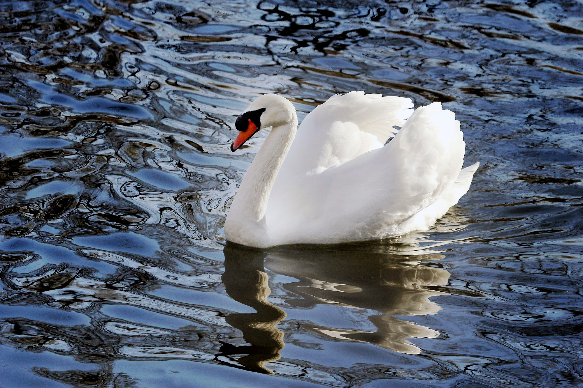  p>疣鼻天鹅(学名: i>cygnus olor /i>):是鸟纲,鸭科,天鹅属的一种