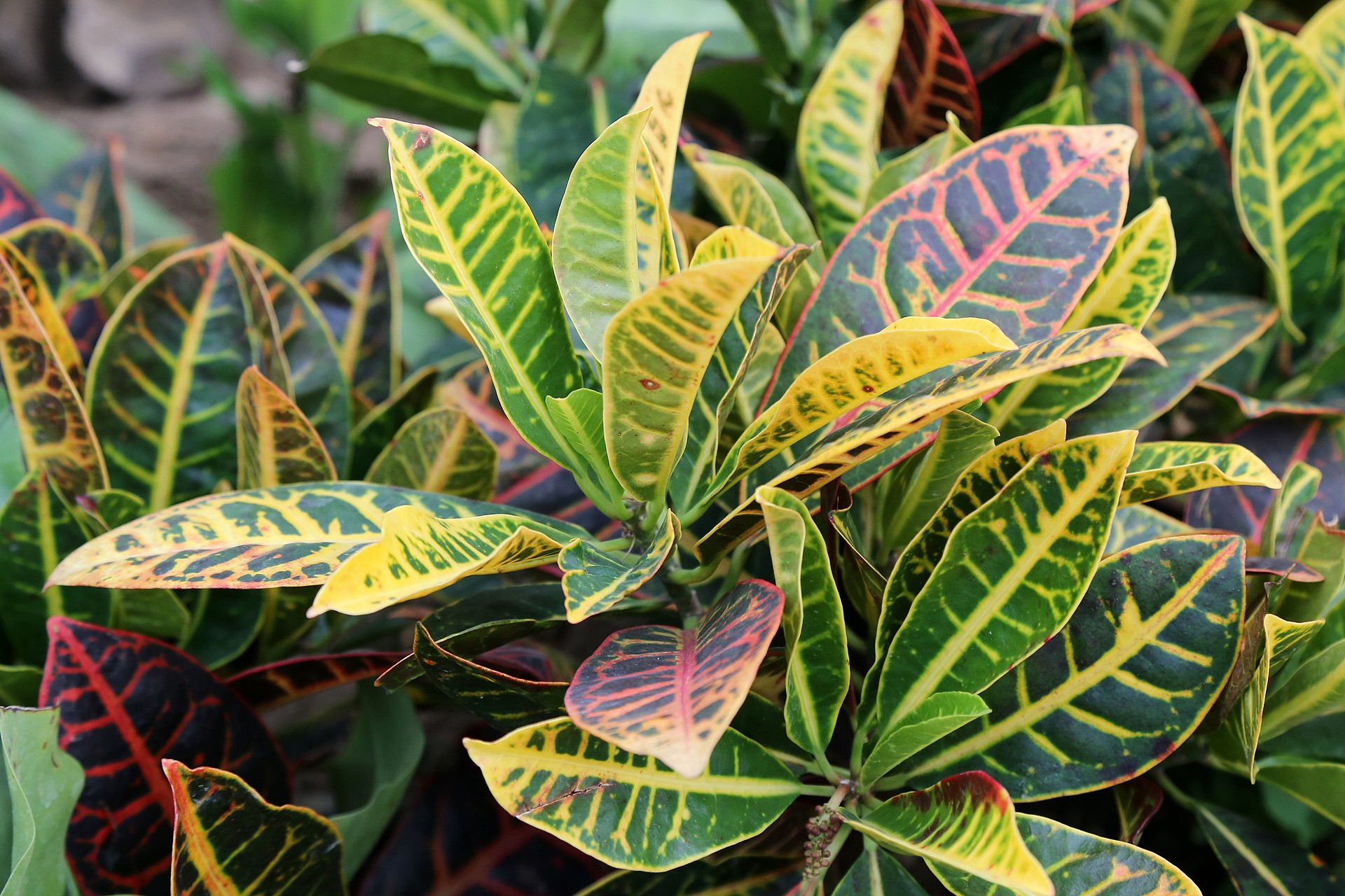  p>变叶木(学名: i>codiaeum variegatum  /i>(l.) a. juss.