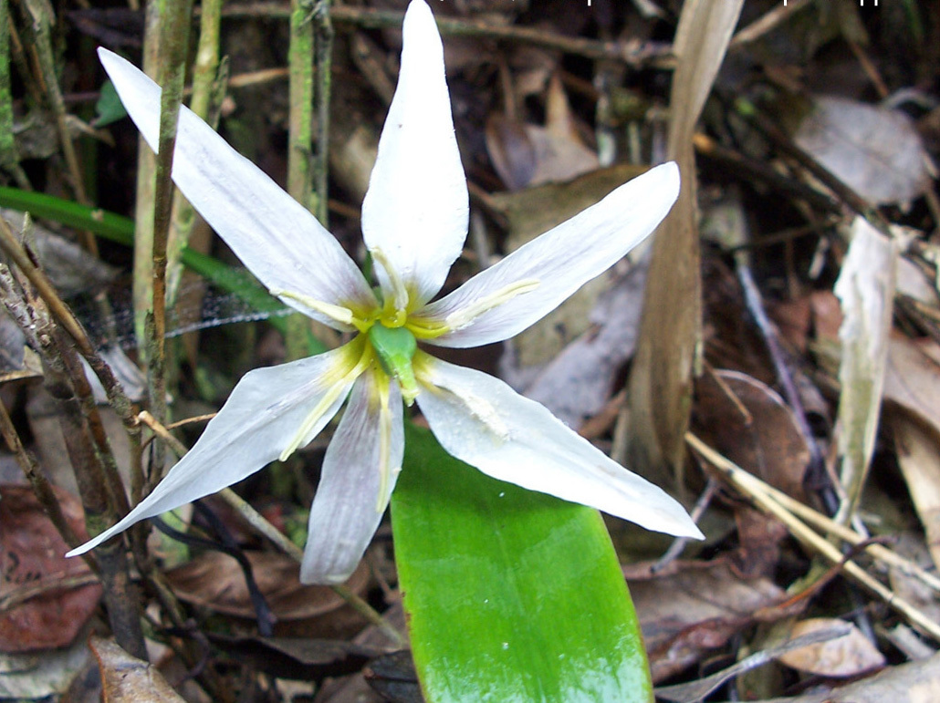  p>老鸦瓣(学名: i>tulipa edulis /i> (miq.