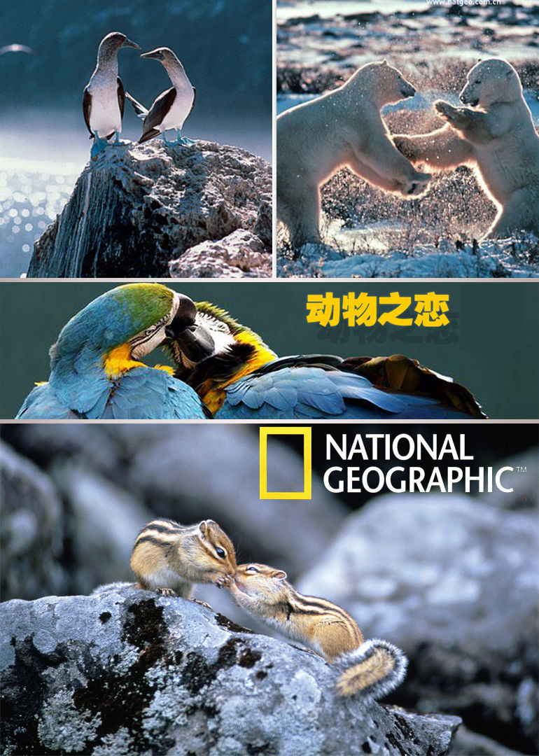  p>    《国家地理:动物之恋》是一部纪录片,共3集,播放平台为腾讯
