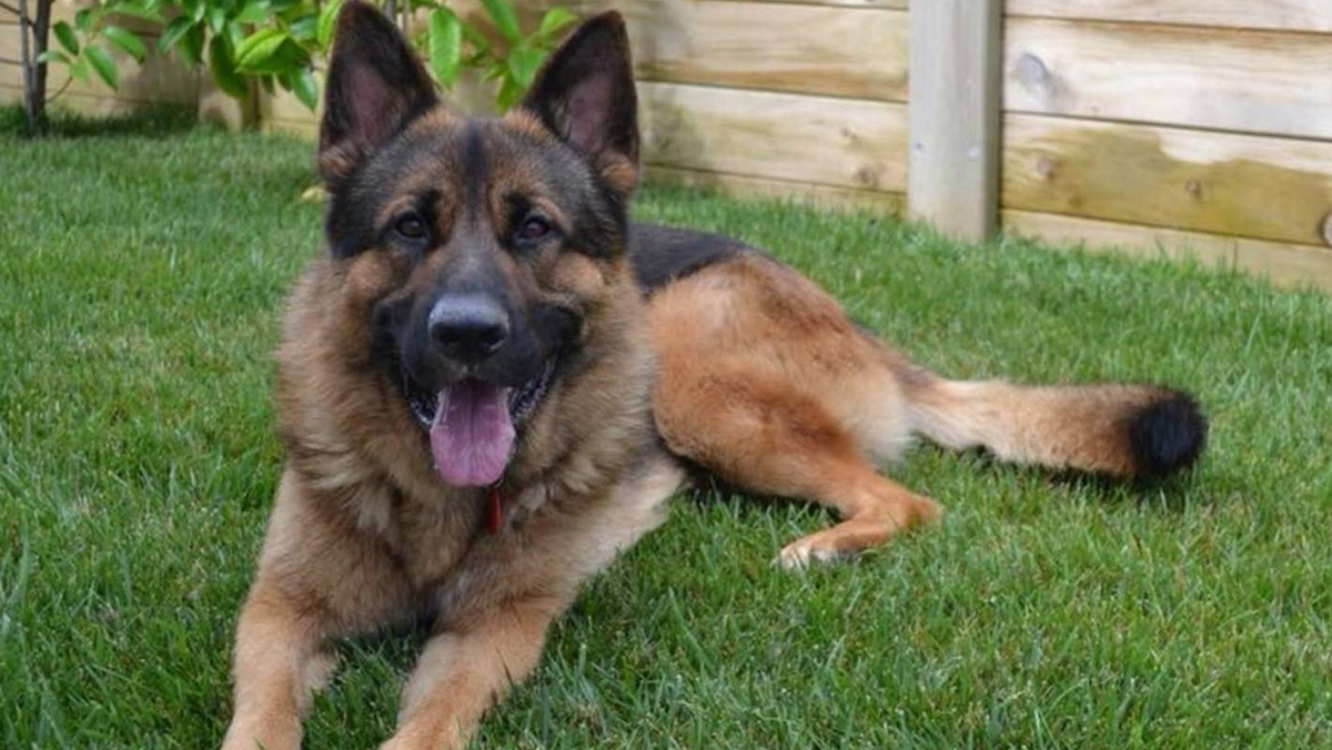 强似猎豹的斑鬣狗 能把它驯来看家护院吗 百科ta说