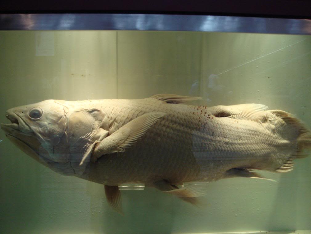  p>棘鱼目(acanthiformes) /p> p> a target=