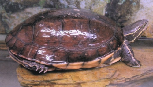  p>云南闭壳龟(学名: i>cuora yunnanensis /i>)