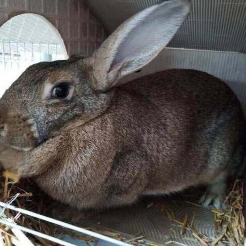 大型兔