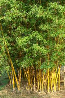 金竹（禾本科刚竹属植物）_百度百科