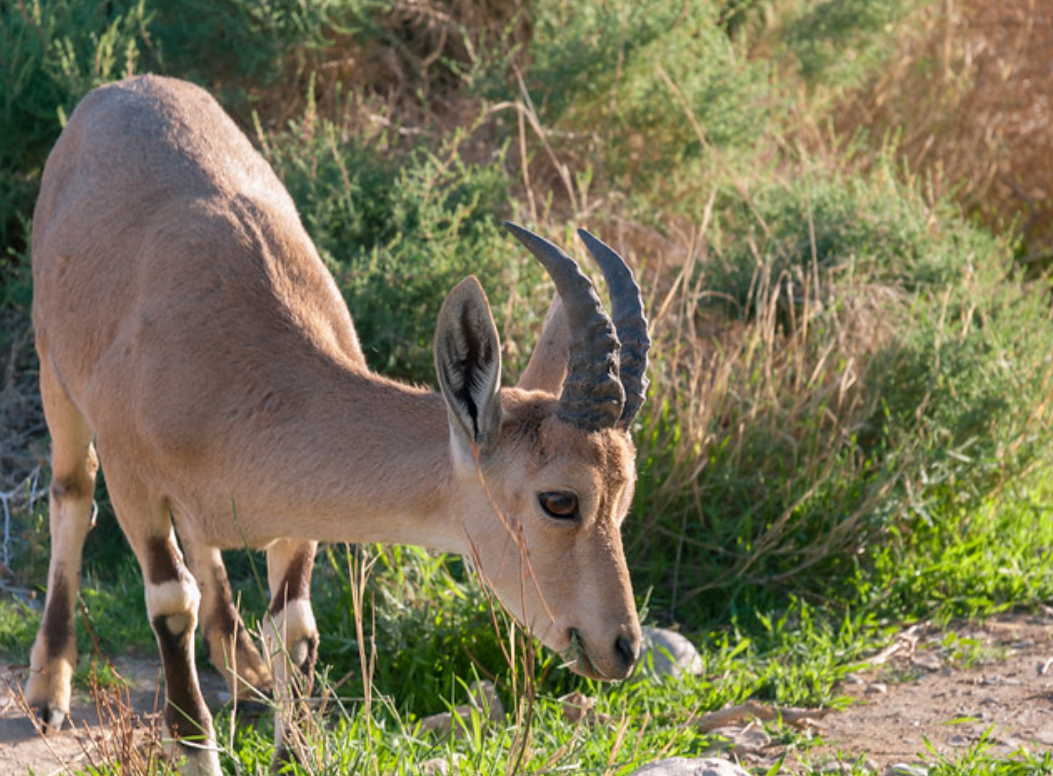  p>鹿瞪羚(学名: i>gazella dorcas /i>):是偶蹄目,牛科,瞪羚属的 a