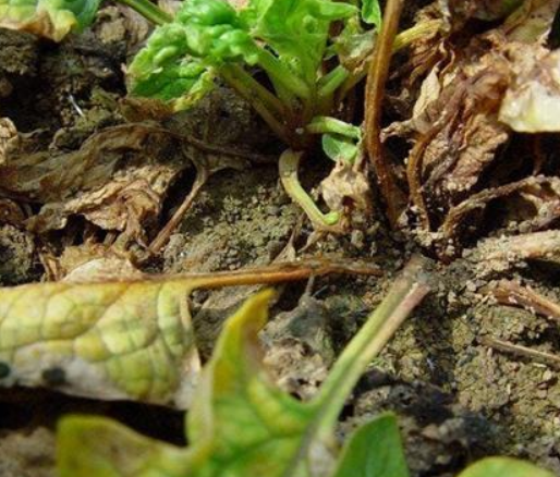 菠菜枯萎病