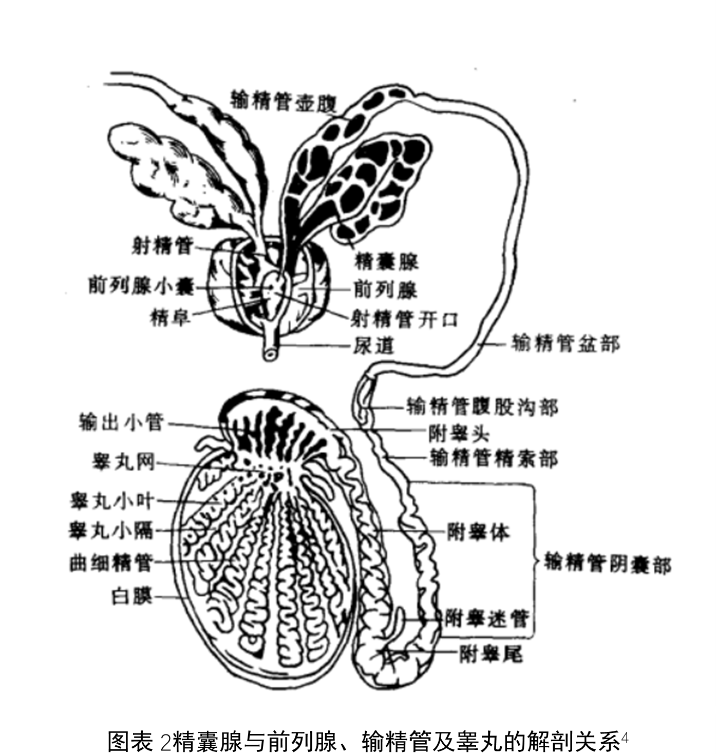 位于膀胱底部,输精管壶腹的外侧,左右各一,为长椭圆囊状,上宽下窄