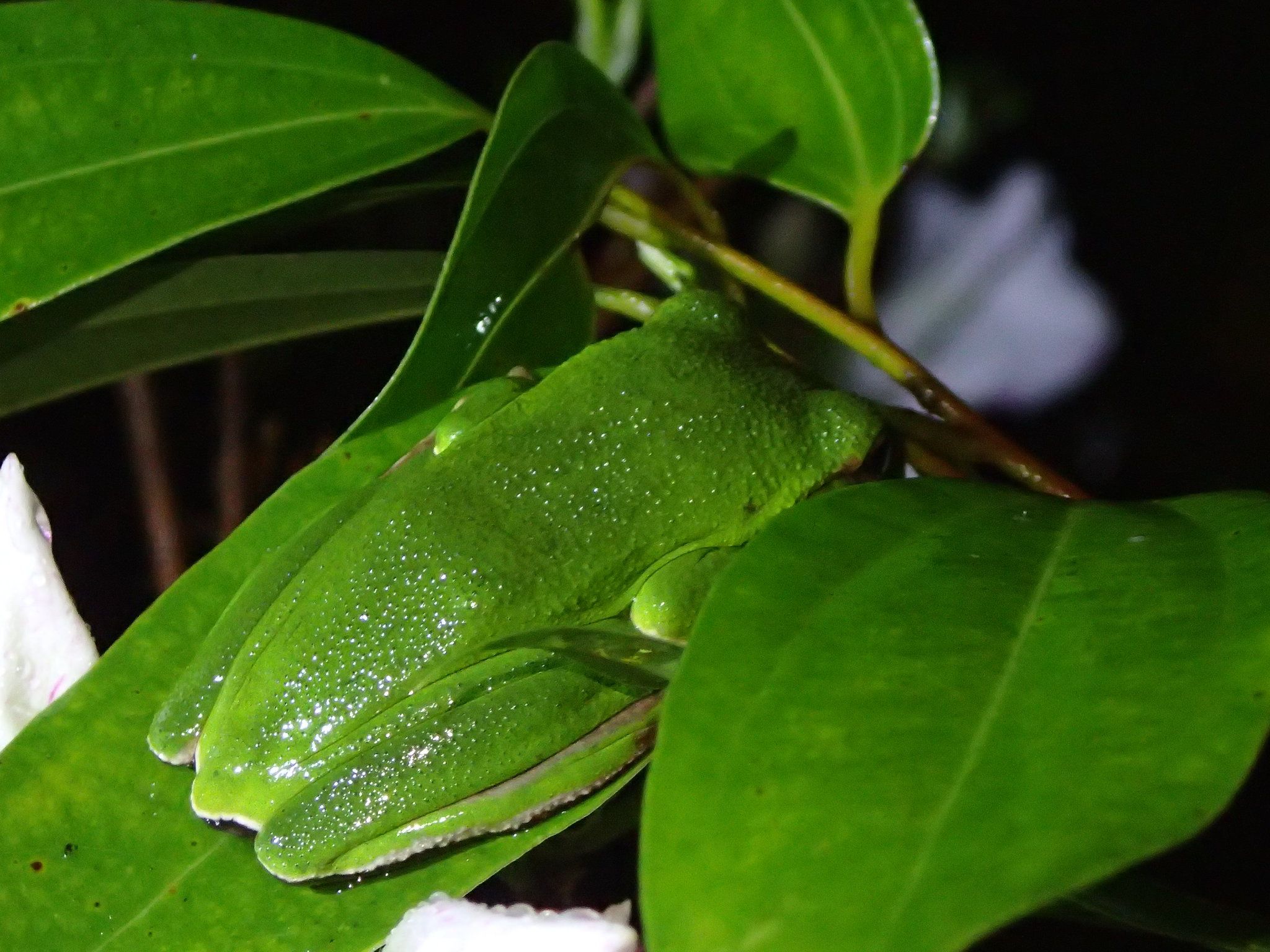  p>台北树蛙(学名: i>zhangixalus /i>  i>taipeianus /i>)是树蛙科