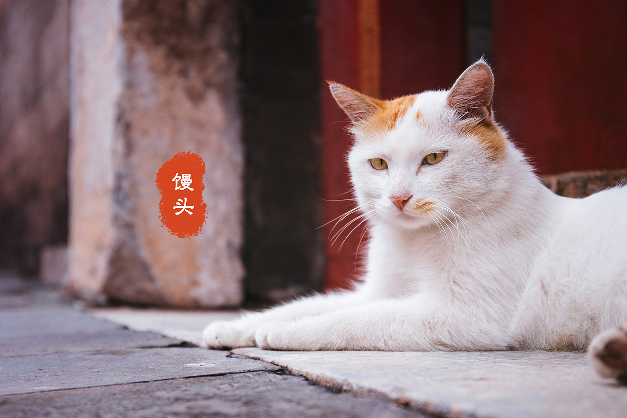 故宫猫