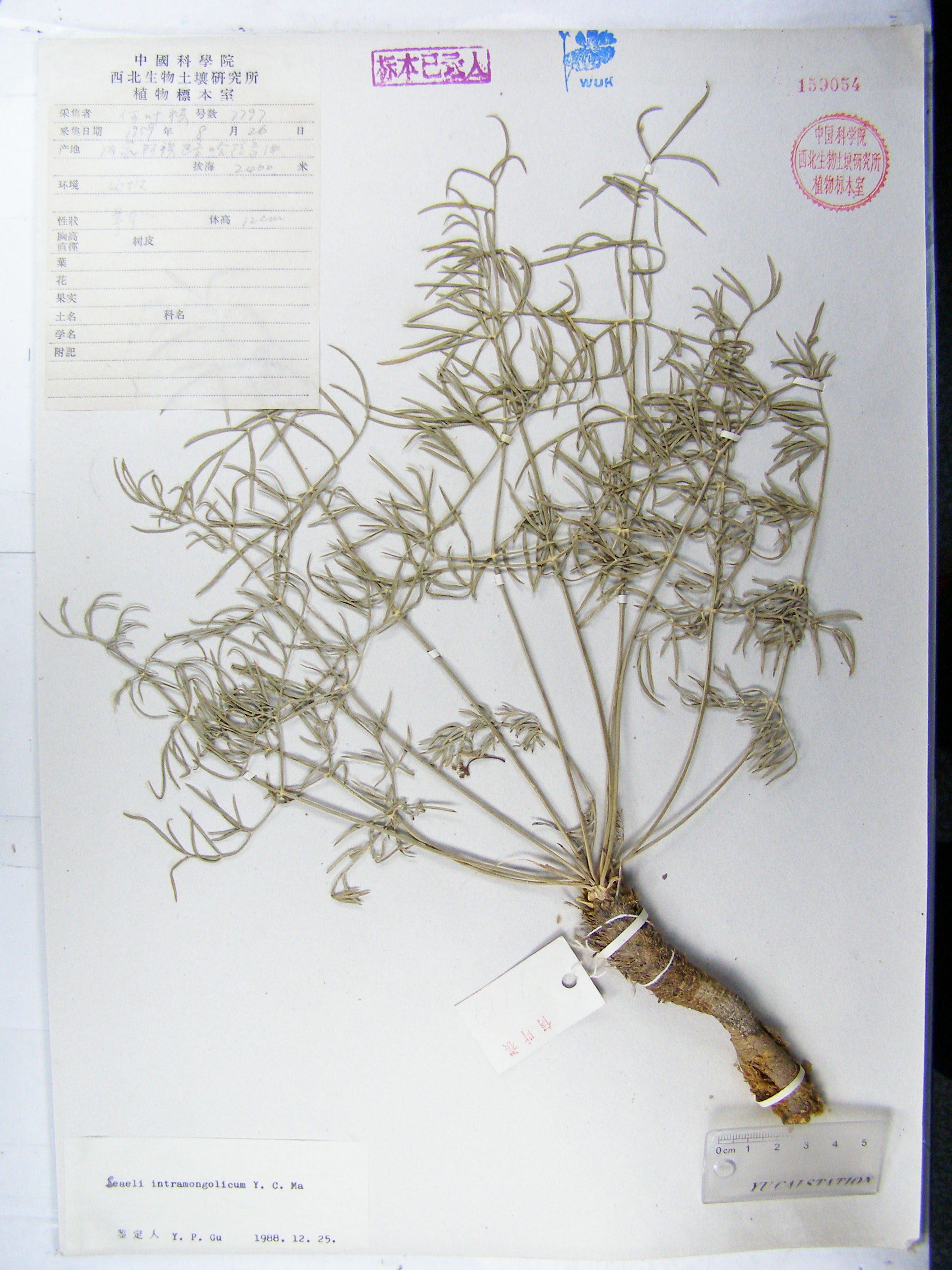  p>楚伊犁西风芹(学名: i>seseli tschuiliense /i> pavl. ex korov.