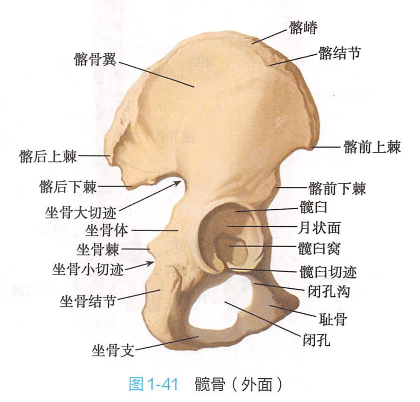 胯骨