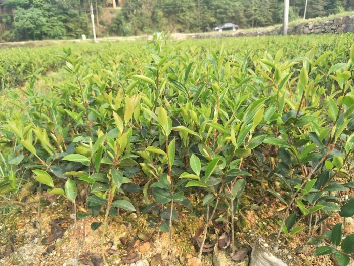 江西高产油茶种苗基地