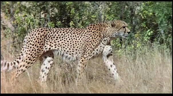 《上帝也疯狂2》剧照