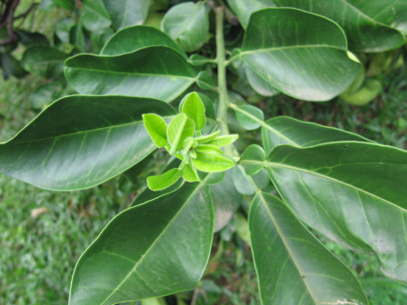 柚（芸香科柑橘属植物）_百度百科