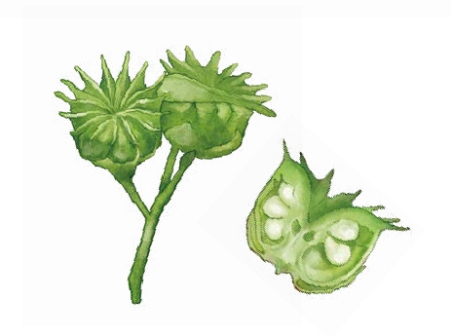 苘麻（锦葵科苘麻属植物）_百度百科