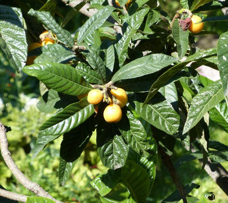 是蔷薇科,枇杷属植物.