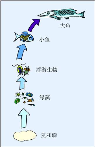  p>食物链(food chain)是英国动物生态学家 a target="_blank" href="