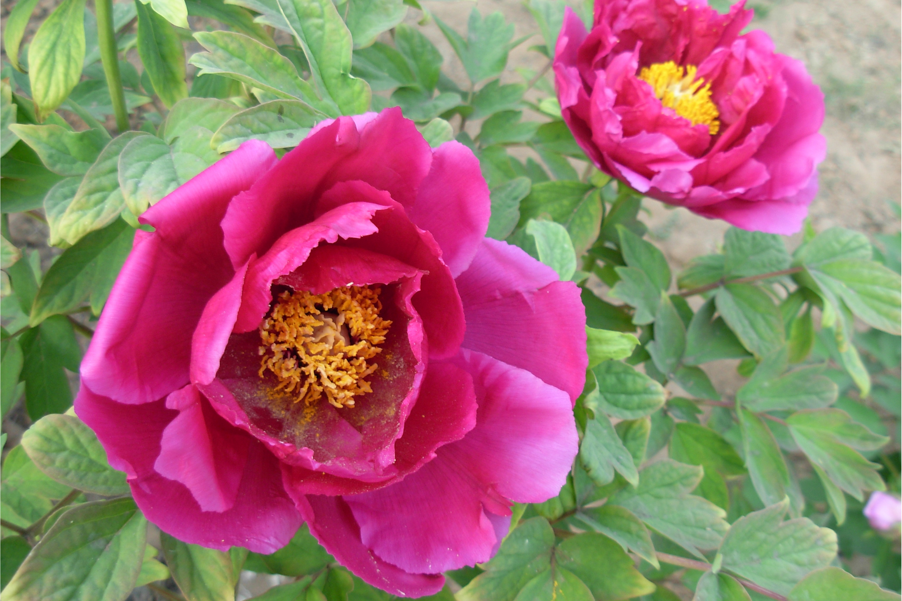  p data-id="tbgexc0k1jot">红盘献玉,牡丹花品种,单瓣型.