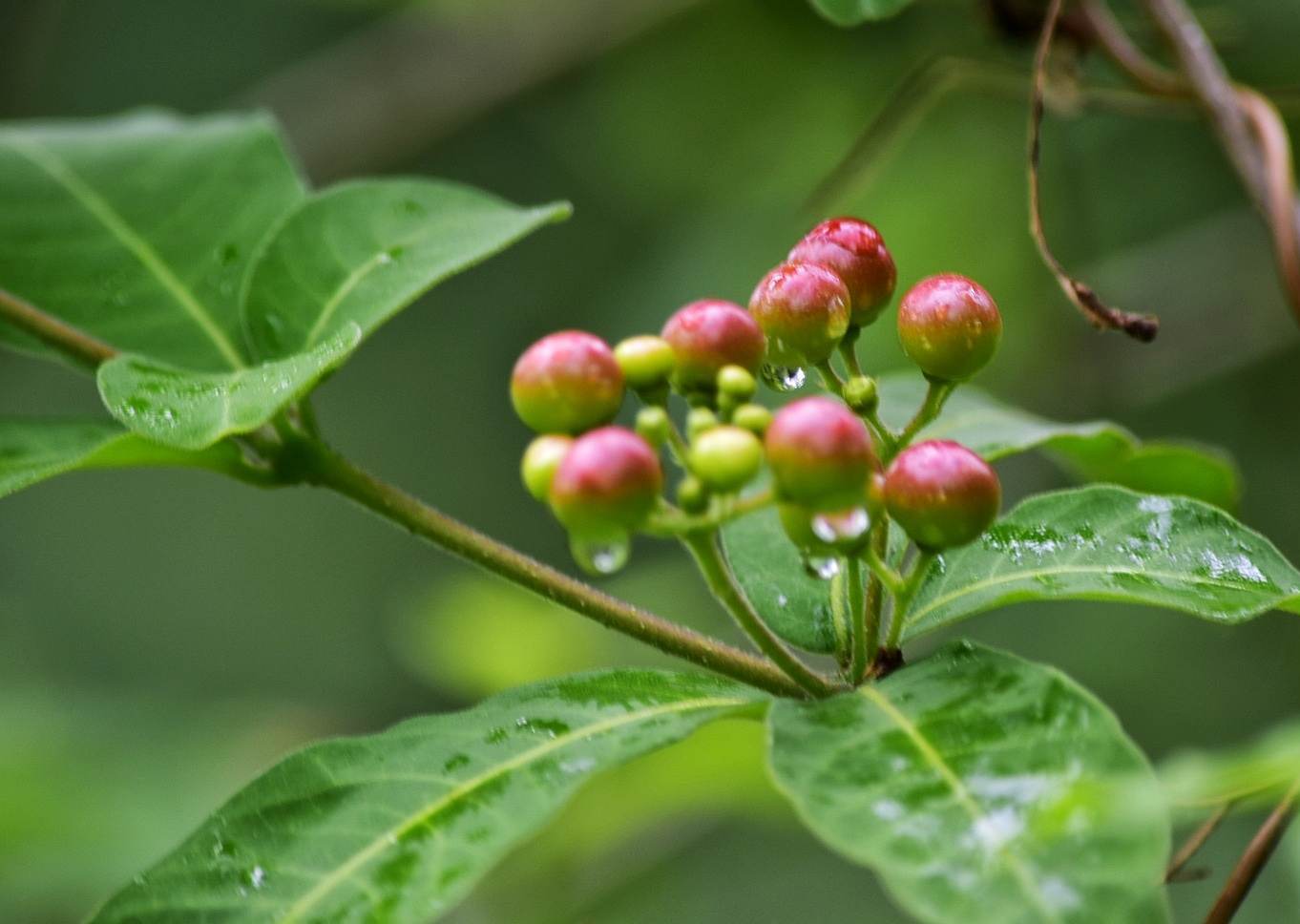 夹竹桃科萝芙木属灌木.