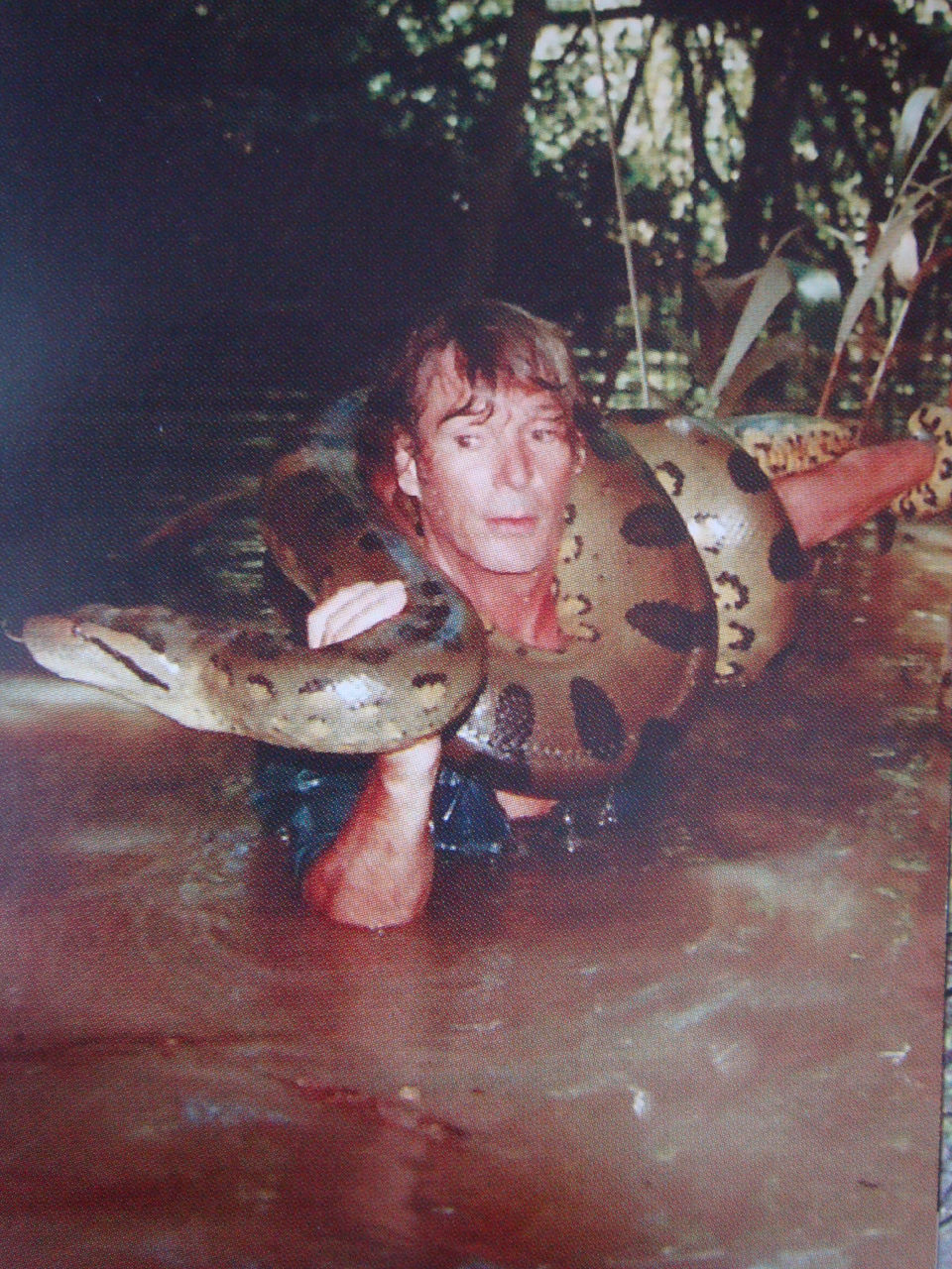  p>亚马逊森蚺(学名: i>eunectes murinus /i>),是当今世界上最大的蚺